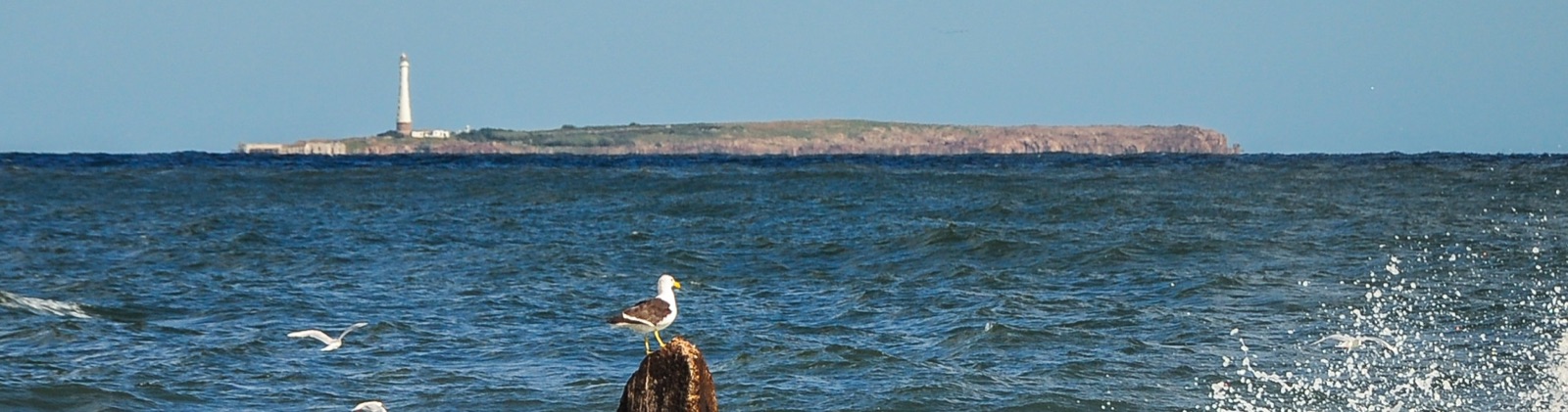 Isla de Lobos seen from the coast at Punta del Este